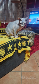 Gatto sphynx f