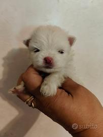 SPITZ Pomerania NANO con pedigree ENCI