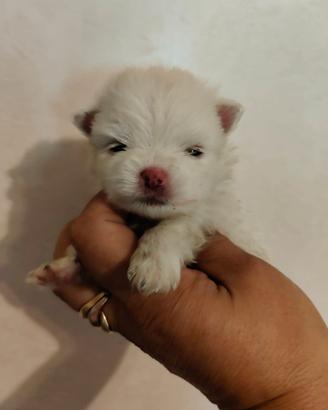 SPITZ Pomerania NANO con pedigree ENCI
