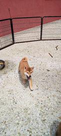 Momo cucciola di Shiba Inu