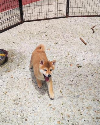 Momo cucciola di Shiba Inu