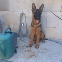 Cuccioli di pastore tedesco