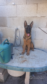 Cuccioli di pastore tedesco