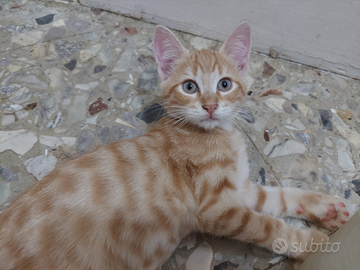 Gattini disponibili