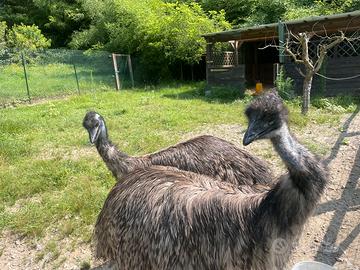 Coppia di emu'