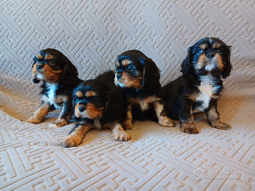 Cuccioli di Cavalier King