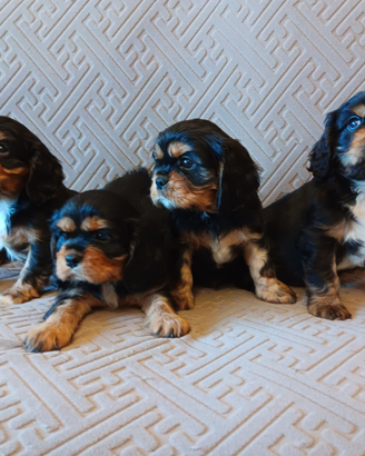 Cuccioli di Cavalier King