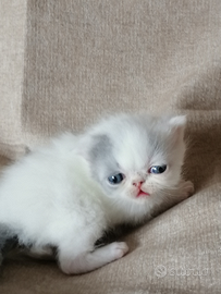 Gattini exotic shorthair. Alta geneologia