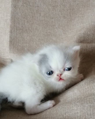 Gattini exotic shorthair. Alta geneologia