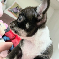Chihuahua