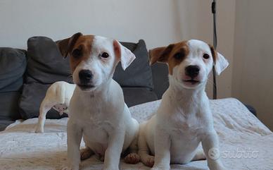 Jack Russell terrier