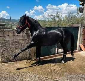 Cavallo maremmano