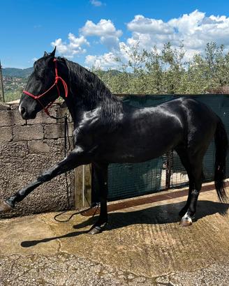 Cavallo maremmano