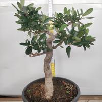 Ulivo prebonsai U22