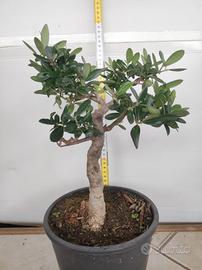 Ulivo prebonsai U22