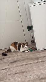 Gatto Betty