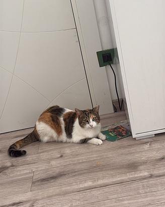 Gatto Betty