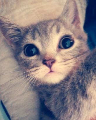 British shorthair cuccioli
