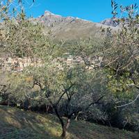 Terreno agricolo con olivi