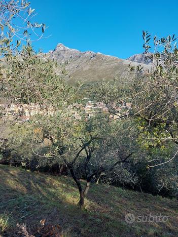 Terreno agricolo con olivi