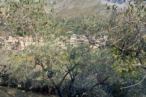 Terreno agricolo con olivi