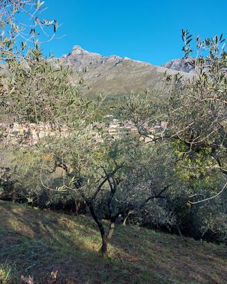 Terreno agricolo con olivi