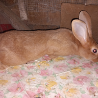 Conigli Fulvio di Borgogna