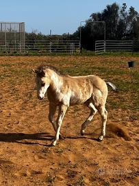 Puledro Paint Horse