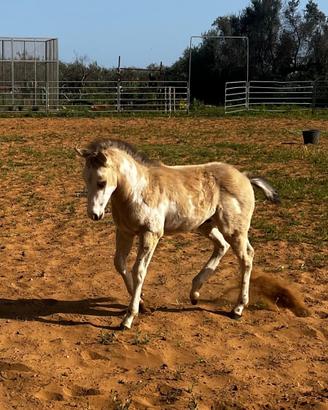 Puledro Paint Horse