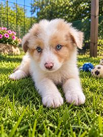 Cuccioli Australian Shepherd Red Merle ULTIMA