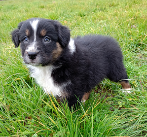 Cucciola pastore australiano