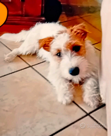 Jack Russell Terrier maschio adozione