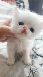 gatto persiano
