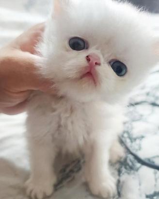 gatto persiano