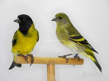 Lucherini Testa Nera Novelli 2025