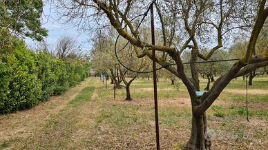 Terreno piantumato in produzione