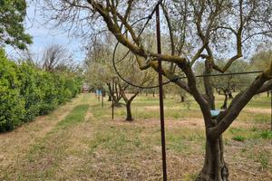 Terreno piantumato in produzione