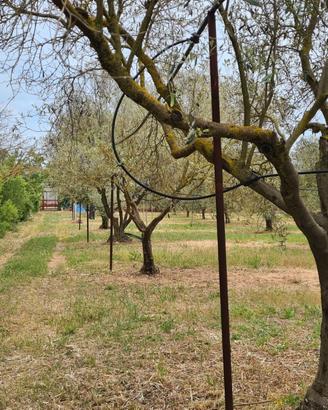 Terreno piantumato in produzione