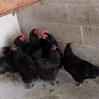 Australorp Neri