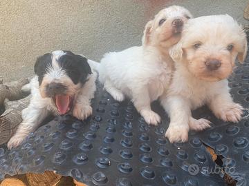3 cuccioli da madre lagotto