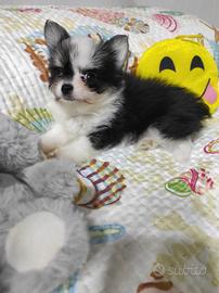 Chihuahua
