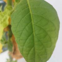 semi per piante di Tabacco Virginia Gold 