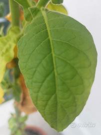 semi per piante di Tabacco Virginia Gold 