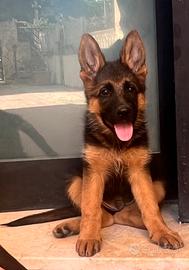 Cucciolo pastore tedesco