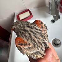 Canarini A Roma/ Fidene