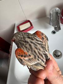 Canarini A Roma/ Fidene