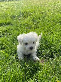 Cuccioli di maltese