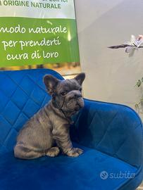 Bulldog francese