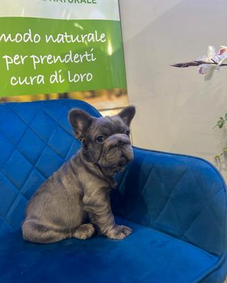 Bulldog francese