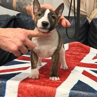 Bull terrier miniature